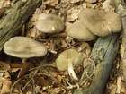 Habitus