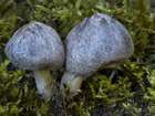 Habitus