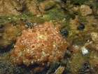 Habitus