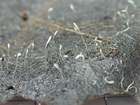 Habitus