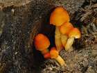 Habitus