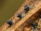 Habitus